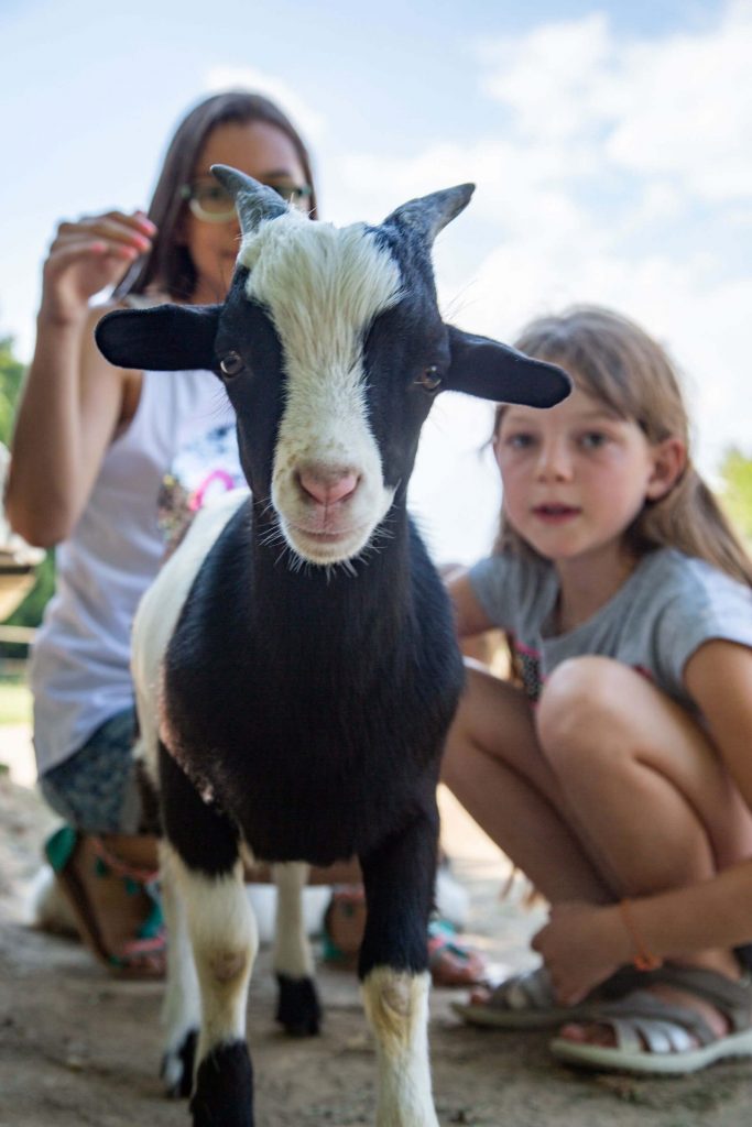 zwei Kinder und eine Ziege